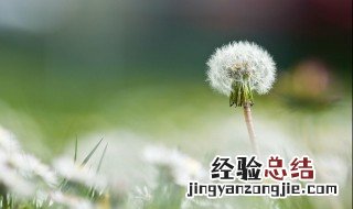 蒲公英花怎样保存 新鲜蒲公英花怎么保存