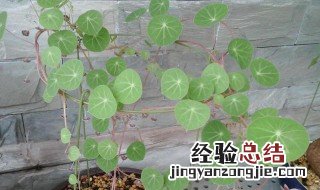 山乌龟的种植方法怎么养护 山乌龟的种植方法怎么养护和管理