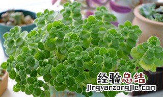 多肉碰碰香怎么养 碰碰香是多肉植物吗?