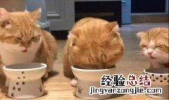 猫粮人可以吃吗 百利猫粮人可以吃吗