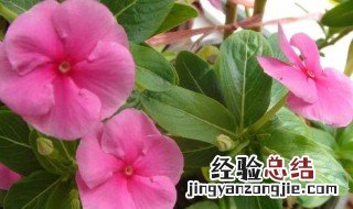 长春花播种时间 长春花播种时间是几月份