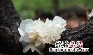 带根的银耳可以放多久 带根的银耳保存方法