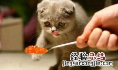 猫吃的生肉需要怎么处理 喂猫咪吃生肉需要注意的事情