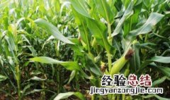 种植玉米一般施肥用什么化肥 玉米施肥注意事项