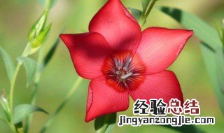 送女友什么鲜花好 送女友花送什么花