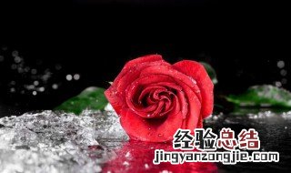 类似玫瑰花花瓣的花是什么花 类似玫瑰花的花叫什么