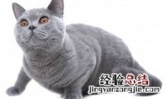 异国短毛猫饲养方法 关于短毛猫的日常喂养