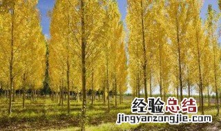 白杨树的特点 精神 象征意义 白杨树的特点和精神是什么