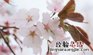 第一次表白送什么花比较好 第一次告白送花写点什么