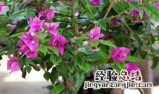 长江中下游三角梅花期是几月份 三角梅花期是几月份