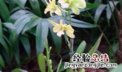 兰花草几月份开花 兰花草是什么季节才开花?