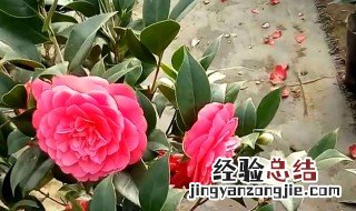 茶花树几月开花啊 茶树花什么季节开花