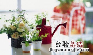 阳台最适合养4种花 阳台最适合养4种花草