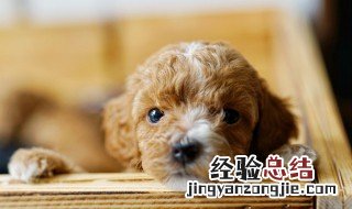 怎样解决泰迪胆小症 怎样解决泰迪胆小
