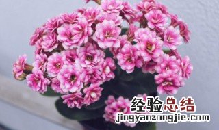 母亲节送什么花合适,有什么含义 母亲节送什么花合适