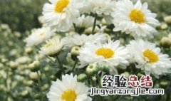 忌日送什么花多少支 忌日应该送什么花