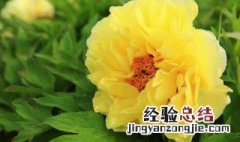 中秋节送什么花最好 中秋节 送花