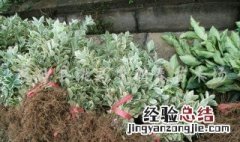 黄杨老枝催芽方法视频 黄杨老枝催芽方法