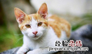 猫饭怎么做猫咪食谱图片 猫饭怎么做猫咪食谱