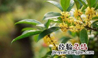 桂花树不宜种在哪里 种植禁忌