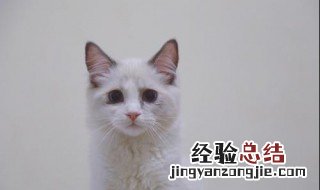 老人被猫咬出血了怎么办 被猫咬出血了怎么办