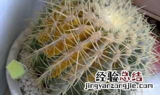 仙人球怎么过冬 仙人球怎么过冬的