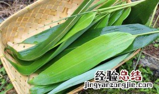 人工种箬叶方法 人工种植粽叶的方法