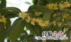 桂花树叶子黄怎么办 从这5个方面对症下药两周就能生机勃勃