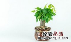 植物风水摆放禁忌 植物风水摆放禁忌图解