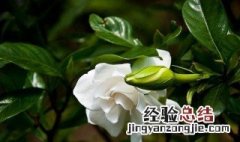 栀子花怎么才能养好 请问栀子花如何能养好