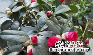 茶花冬季怎么管理视频 茶花冬季怎么管理