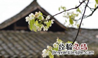 清明节拜祖发朋友圈的句子及感悟怎么写 清明节拜祖发朋友圈的句子及感悟