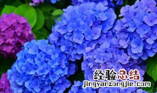 绣球花语分享 不同颜色不同花语