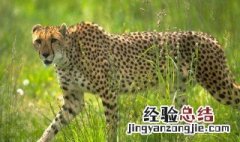 猎豹每小时跑100什么 长度单位要牢记