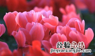 仙客来球根烂了怎么办 仙客来球根烂了如何处理