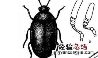 家里去除黑皮蠹妙招 黑皮蠹简介