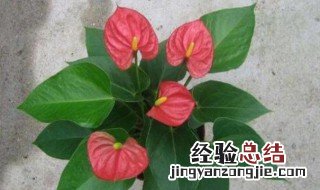 红掌叶子发黑怎么补救冬天 冬天红掌叶子发黑是怎么回事