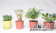 可以给植物浇淘米水吗 植物可以用淘米水浇吗