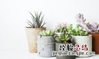 牛奶可以用来浇多肉植物吗 牛奶可以浇多肉植物吗