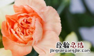 病人出院送什么花比较好 病人出院送什么花比较好男士