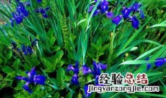 兰花肥料用什么好 有哪些