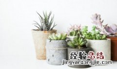 多肉高砂之翁种植方法图解 多肉高砂之翁种植方法