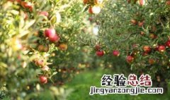 苹果花盆景什么时候修剪 盆景苹果怎样修剪