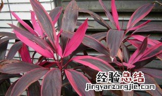 朱蕉的简介 朱蕉是什么植物
