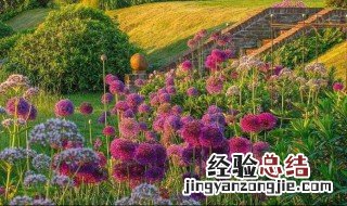 花葱种植方法 花葱如何种植