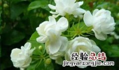 茉莉花几月份种 怎么种植最好