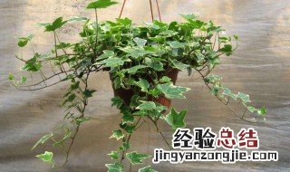 室内好养的绿植有哪些 室内盆栽植物有哪些