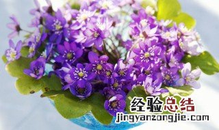 花瓶的摆放风水及禁忌 花瓶的摆放位置及风水禁忌