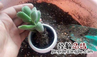 花盆土怎么消毒 花盆土消毒方法