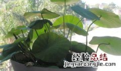 莲子花盆景种植方法视频 莲子花盆景种植方法